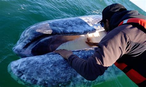 An Incredible Journey: The Gray Whale .